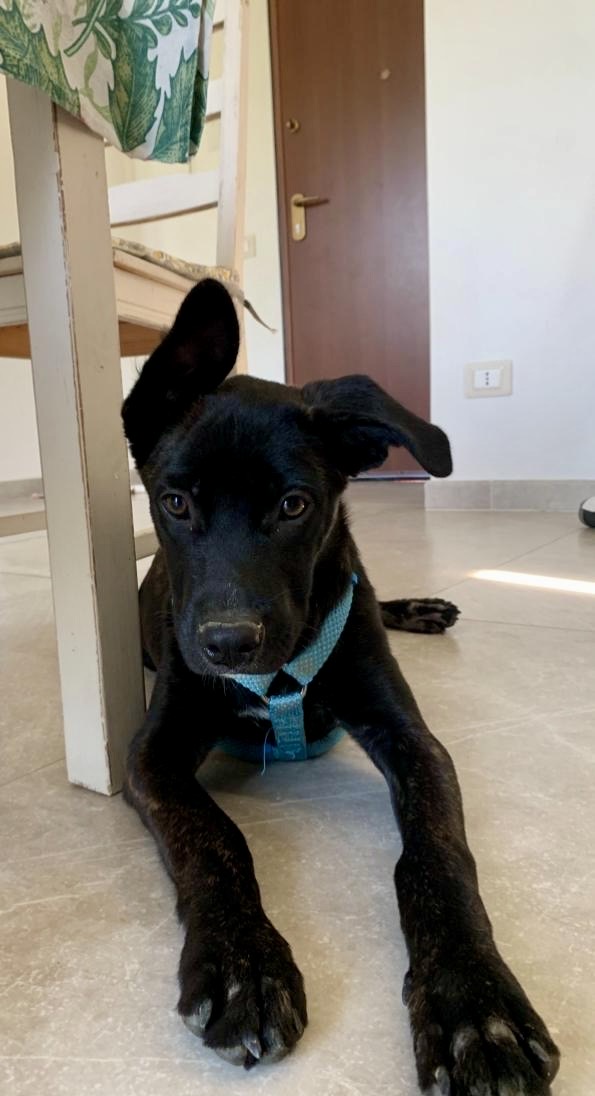 Zeila splendida cucciolotta simil Amstaff cerca casa