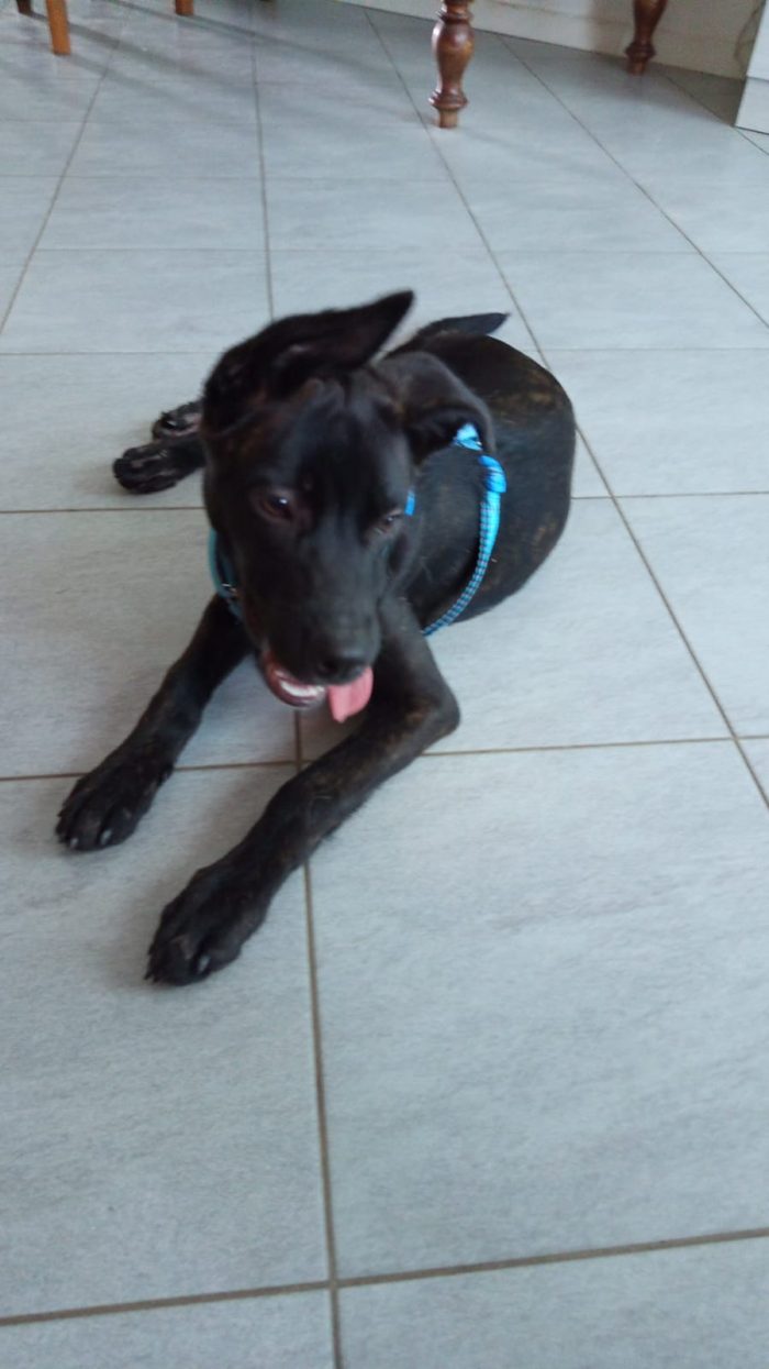 Zeila splendida cucciolotta simil Amstaff cerca casa