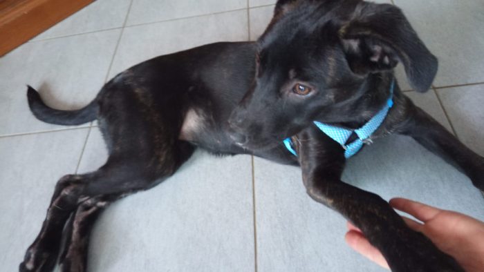 Zeila splendida cucciolotta simil Amstaff cerca casa - media 5