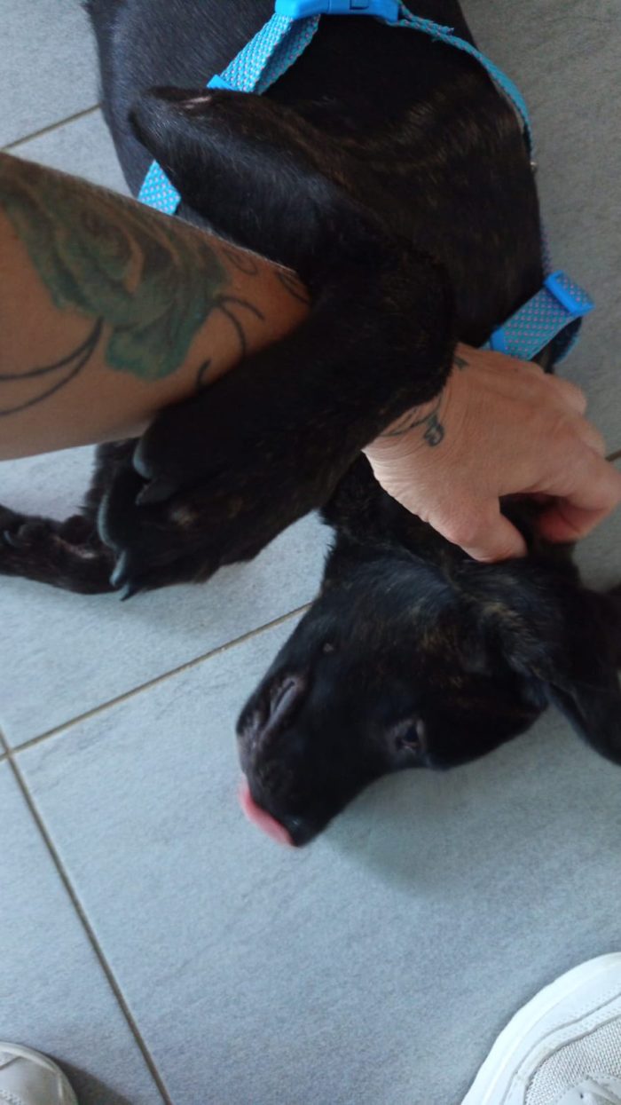 Zeila splendida cucciolotta simil Amstaff cerca casa - media 4