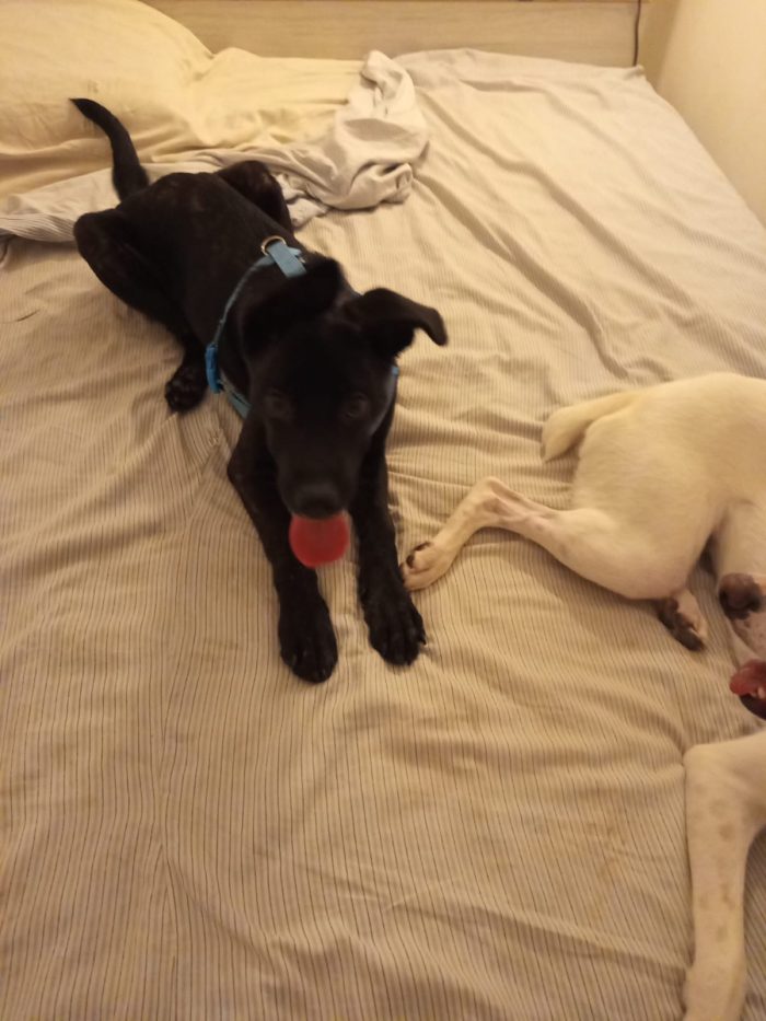 Zeila splendida cucciolotta simil Amstaff cerca casa - media 6