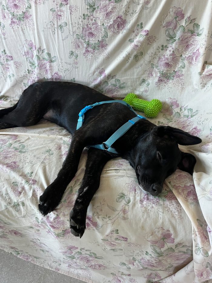 Zeila splendida cucciolotta simil Amstaff cerca casa - media 7