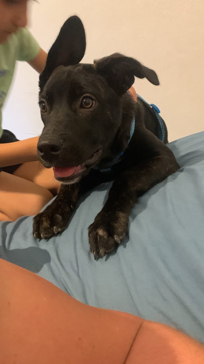 Zeila splendida cucciolotta simil Amstaff cerca casa - media 8