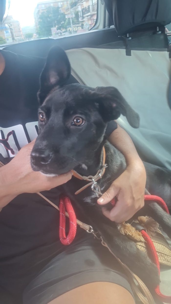 Zeila splendida cucciolotta simil Amstaff cerca casa - media 9