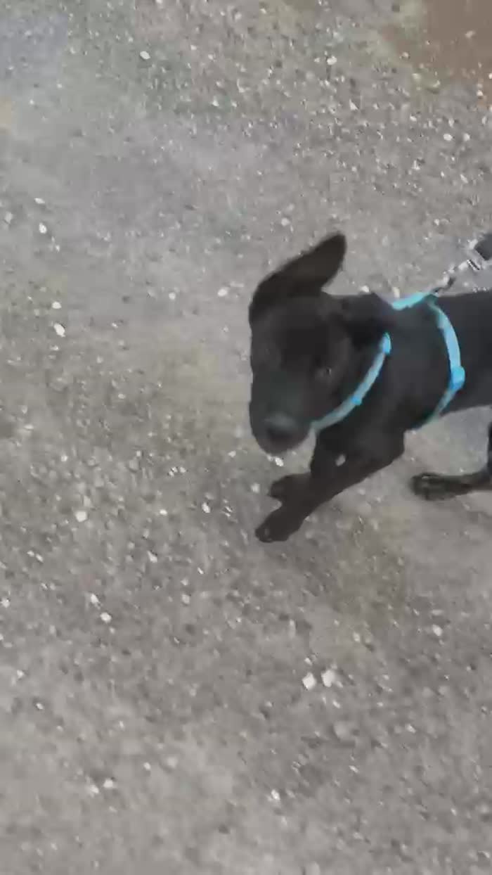 Zeila splendida cucciolotta simil Amstaff cerca casa - media 10