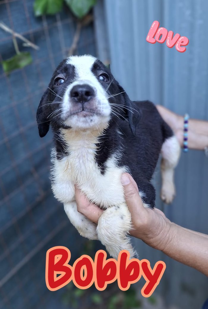 Bobby cucciolo mix segugio