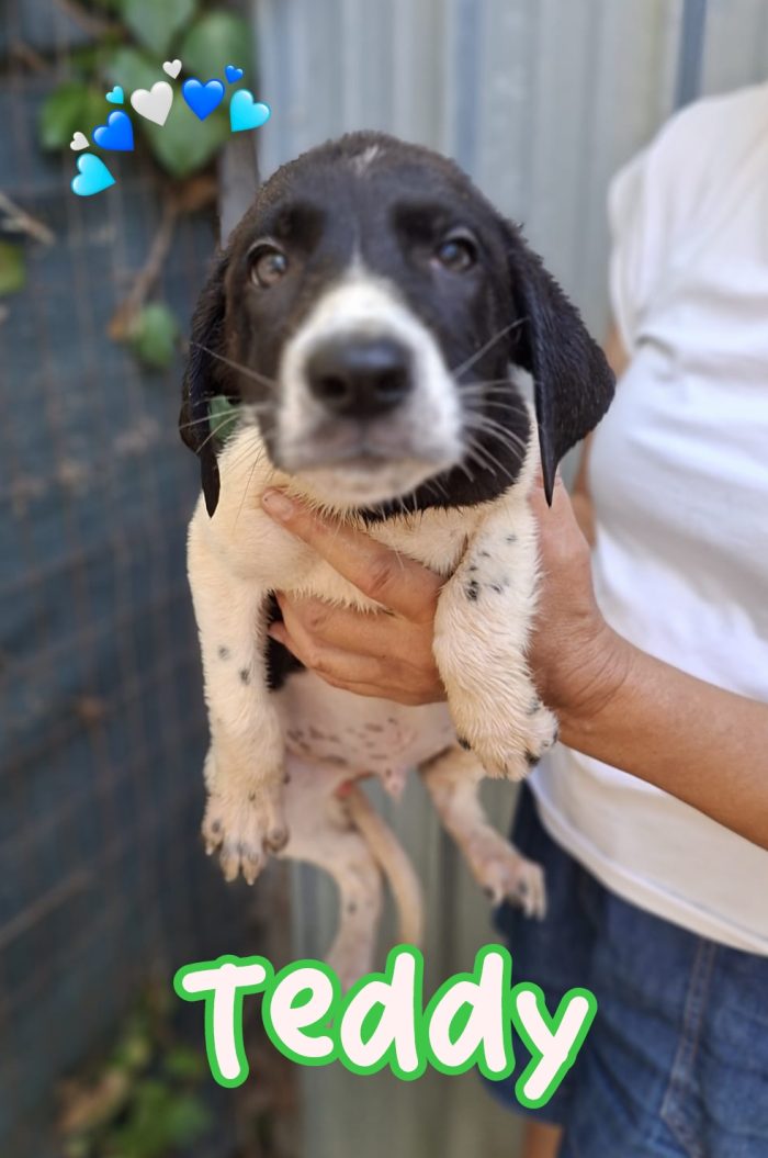 Teddy simpatico cucciolo mix segugio