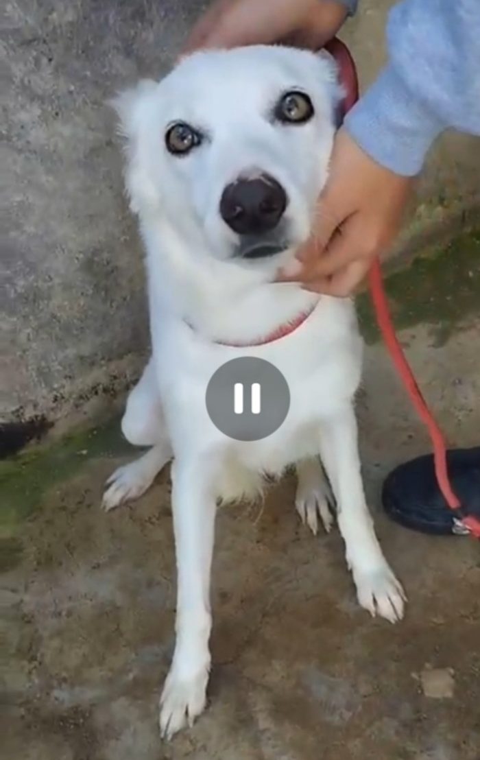 Bianchina circa 5/6 anni ancora aspetta casa.SICILIA