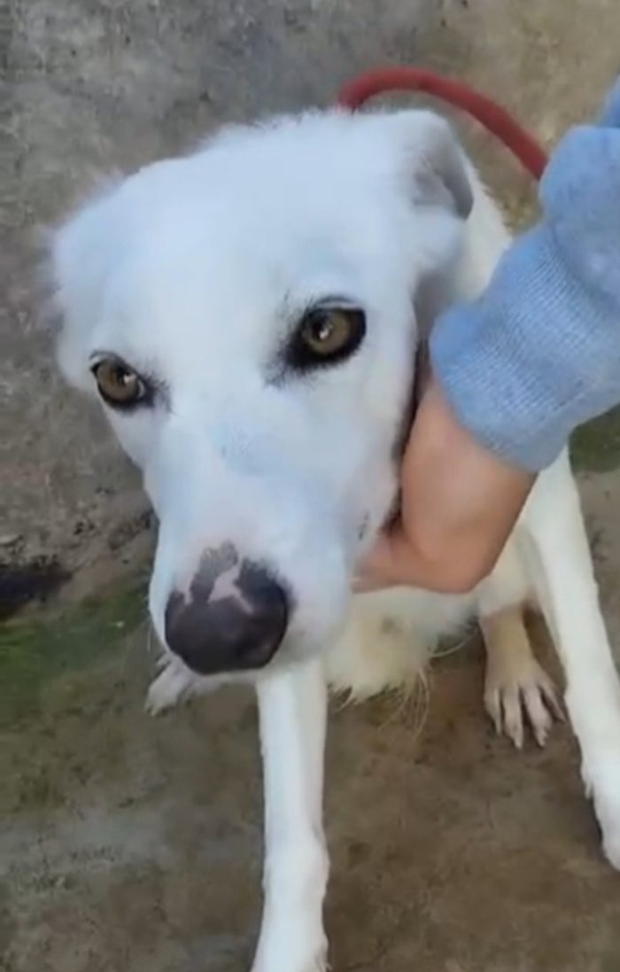 Bianchina circa 5/6 anni ancora aspetta casa.SICILIA