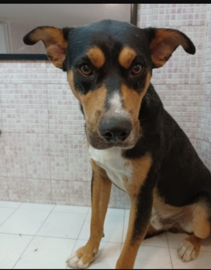 Joe 4/5anni nero focato salvato 3anni fa CATANIA