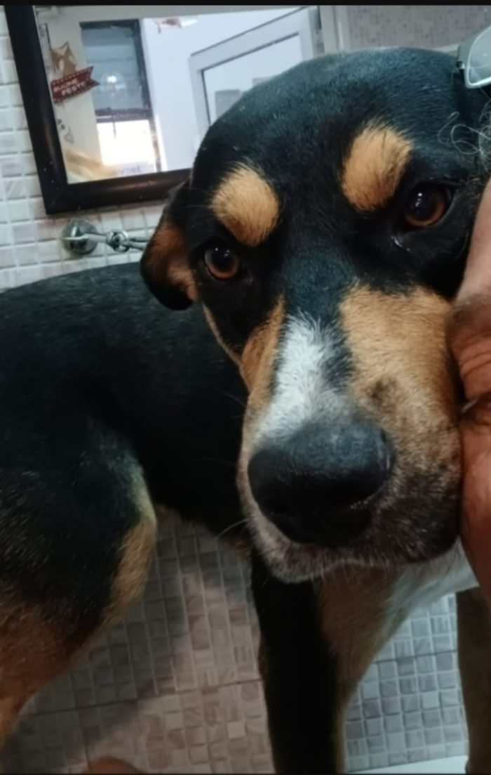 Joe 4/5anni nero focato salvato 3anni fa CATANIA