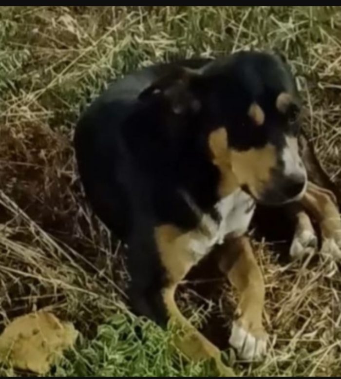 Joe 4/5anni nero focato salvato 3anni fa CATANIA