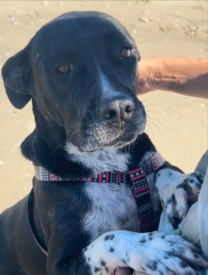 Sasha: giovane mix Amstaff. Cerca adozione o stallo