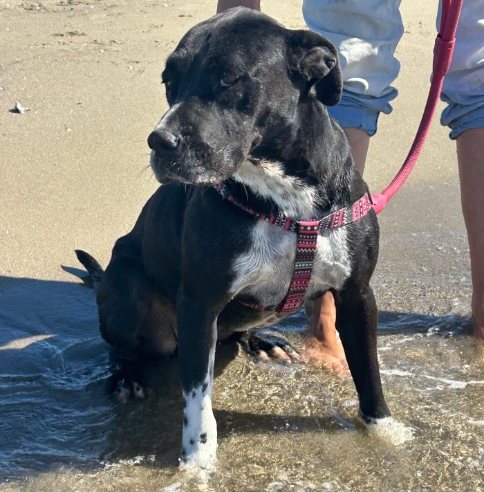 Sasha: giovane mix Amstaff. Cerca adozione o stallo