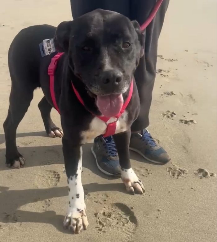 Sasha: giovane mix Amstaff. Cerca adozione o stallo - media 8