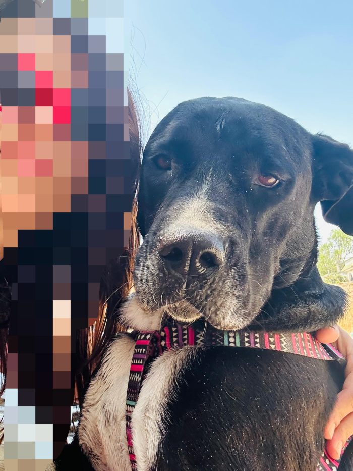 Sasha: giovane mix Amstaff. Cerca adozione o stallo - media 9