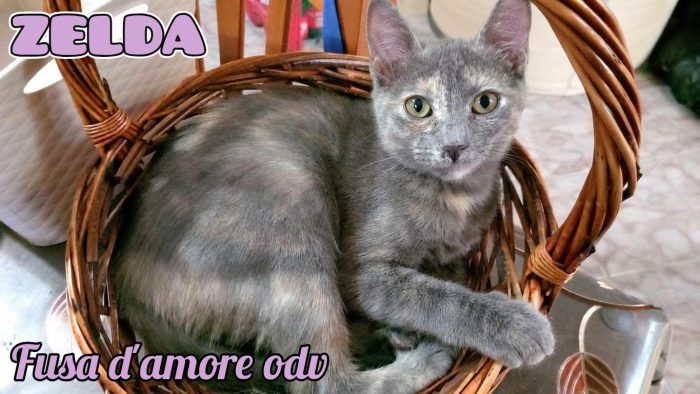 ZELDA, tenera gattina da adottare!