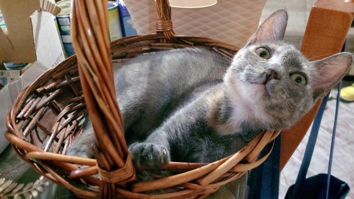 ZELDA, tenera gattina da adottare!