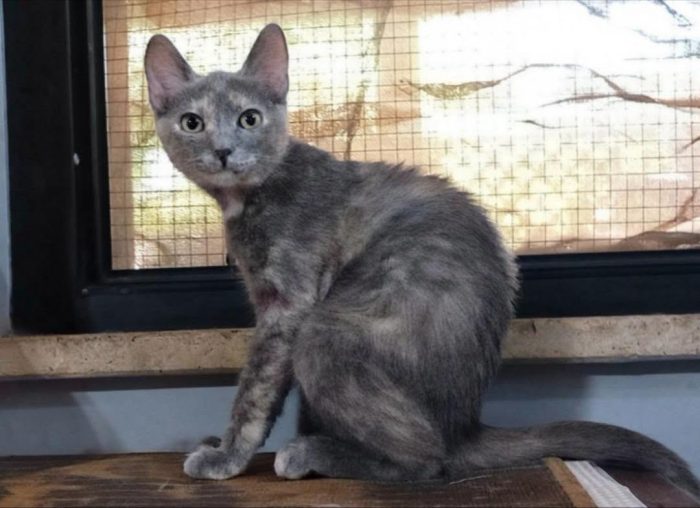 ZELDA, tenera gattina da adottare!