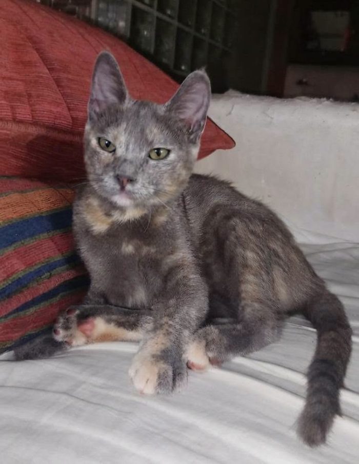ZELDA, tenera gattina da adottare! - media 5