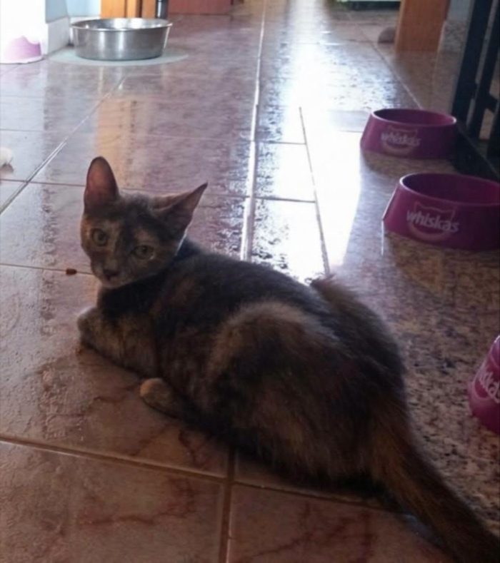 ZELDA, tenera gattina da adottare! - media 6