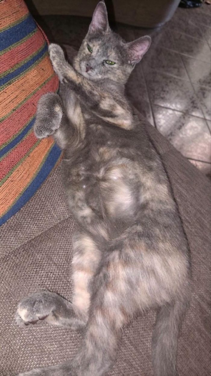 ZELDA, tenera gattina da adottare! - media 4