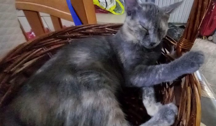 ZELDA, tenera gattina da adottare! - media 7