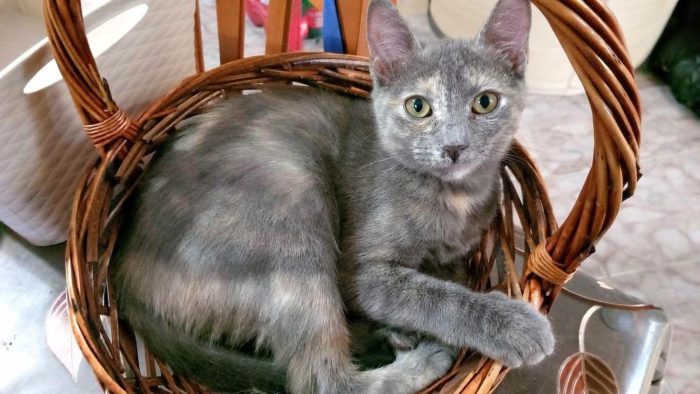 ZELDA, tenera gattina da adottare! - media 8