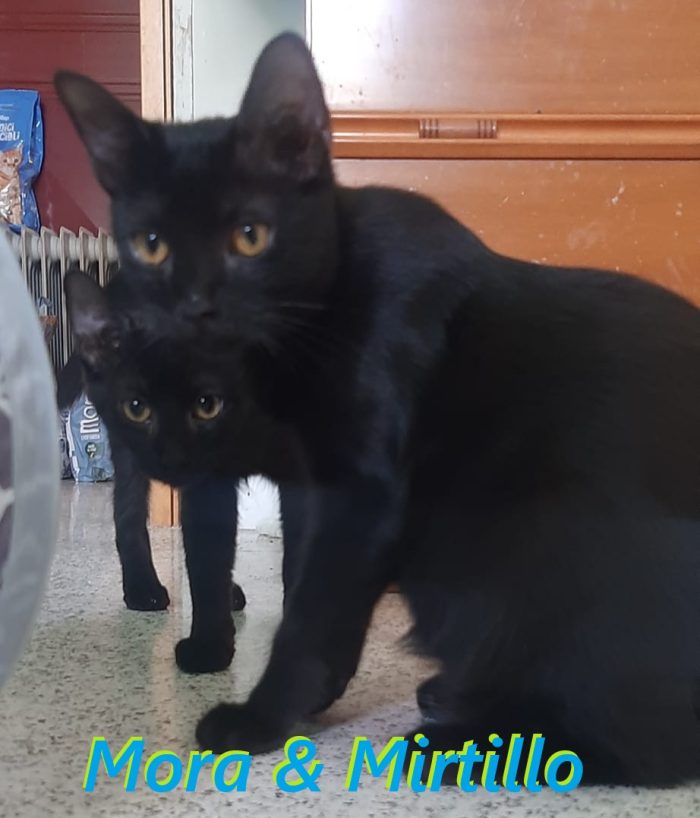 Mora & Mirtillo, stupendo duo panteroso