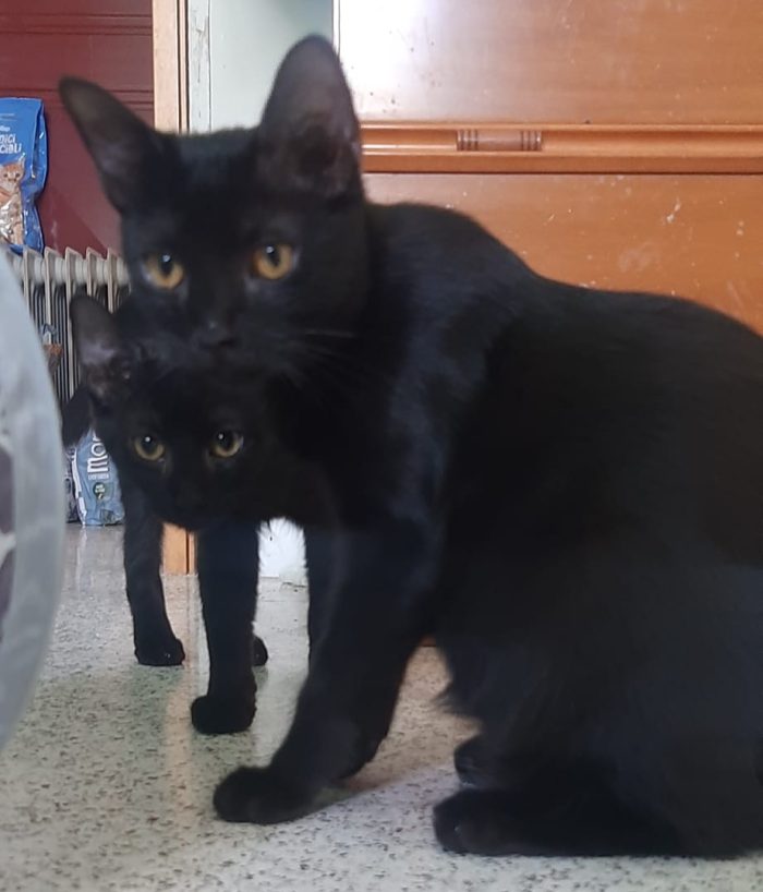 Mora & Mirtillo, stupendo duo panteroso