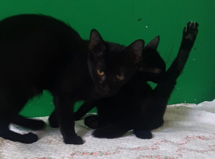 Mora & Mirtillo, stupendo duo panteroso