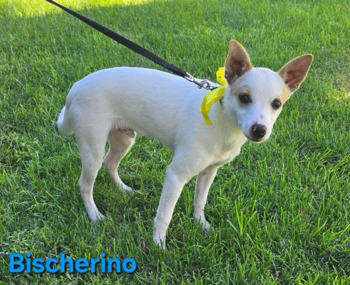Cucciolo maschio taglia piccola - media 5