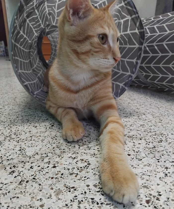 KIMBA, leoncino spettacolare