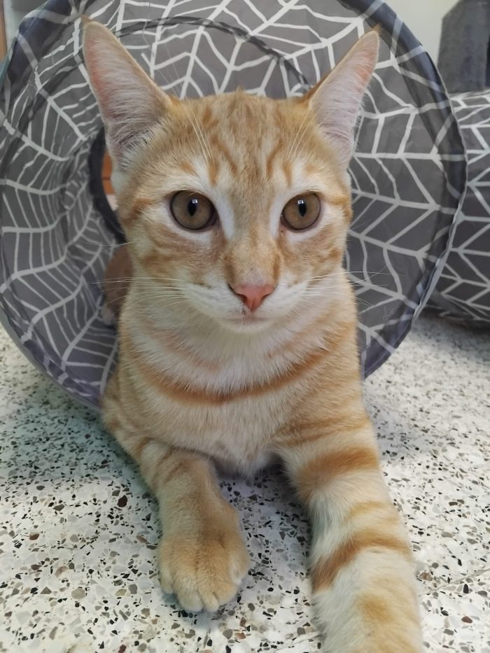KIMBA, leoncino spettacolare
