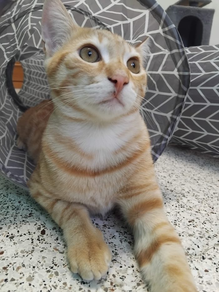 KIMBA, leoncino spettacolare - media 4