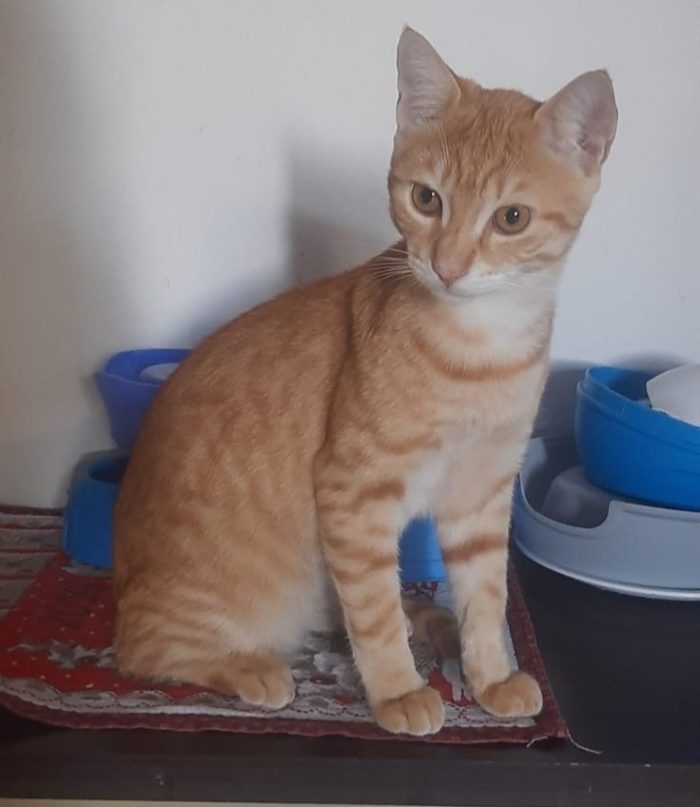 KIMBA, leoncino spettacolare - media 7