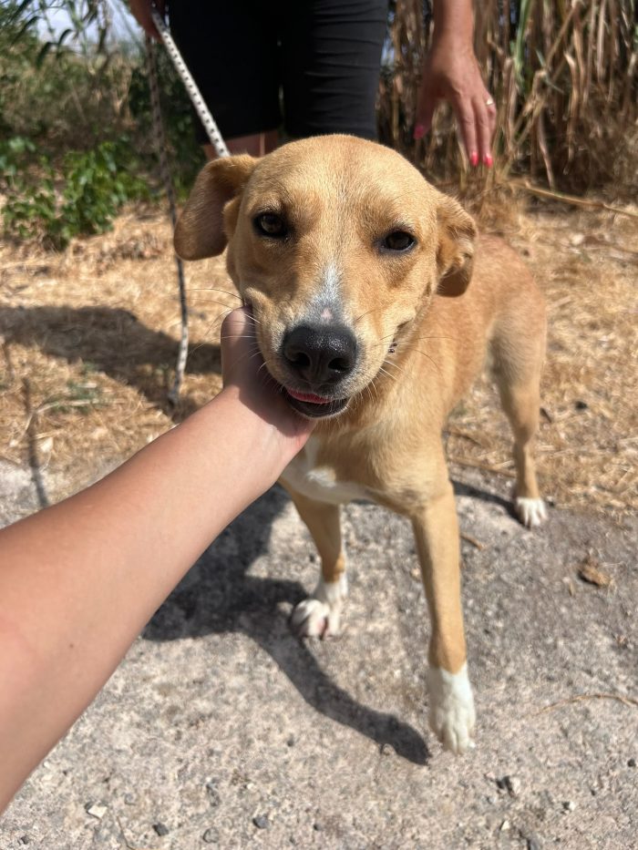 Moka la dolcezza fatta cane