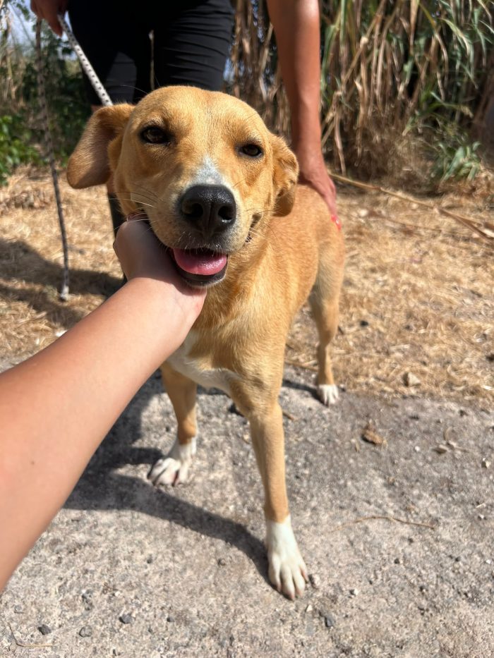 Moka la dolcezza fatta cane