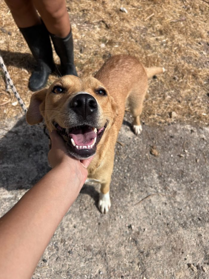 Moka la dolcezza fatta cane