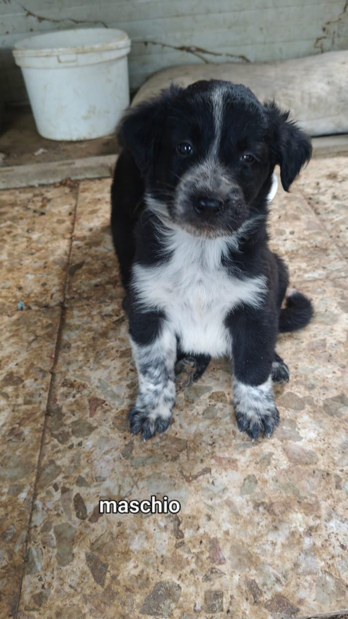 Cucciolo di due mesi