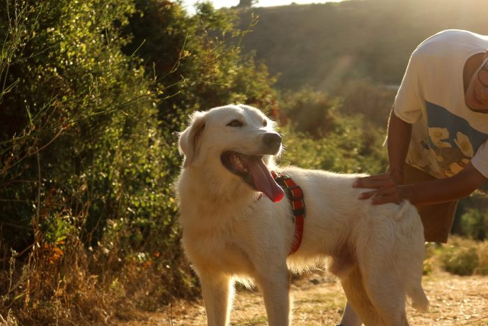 Ali, dolce e allegro