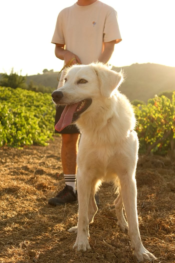 Ali, dolce e allegro - media 4