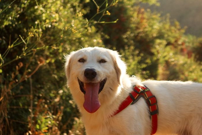 Ali, dolce e allegro