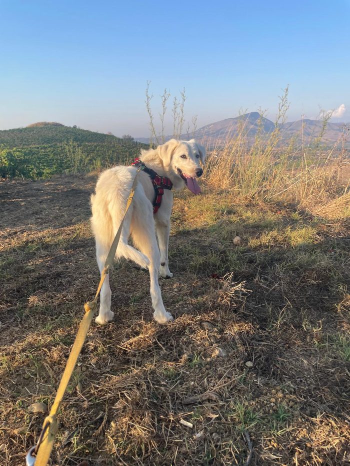 Ali, dolce e allegro - media 5