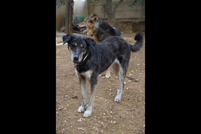 Stella, è cieca ma non sa di esserlo