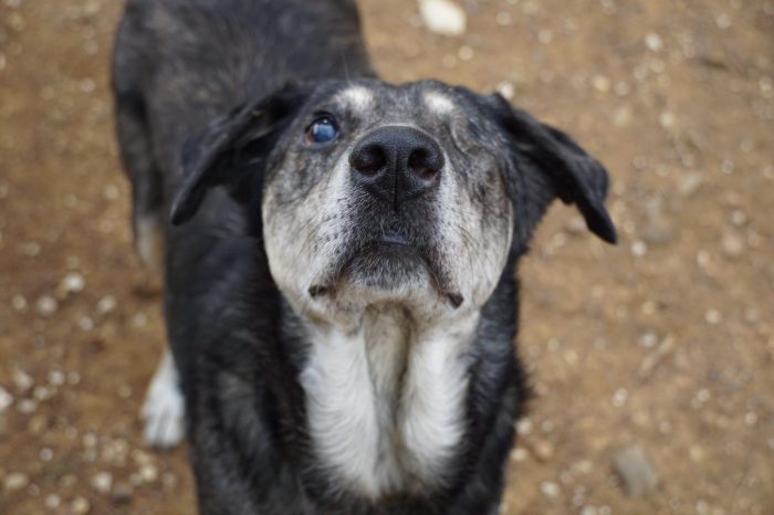 Stella, è cieca ma non sa di esserlo