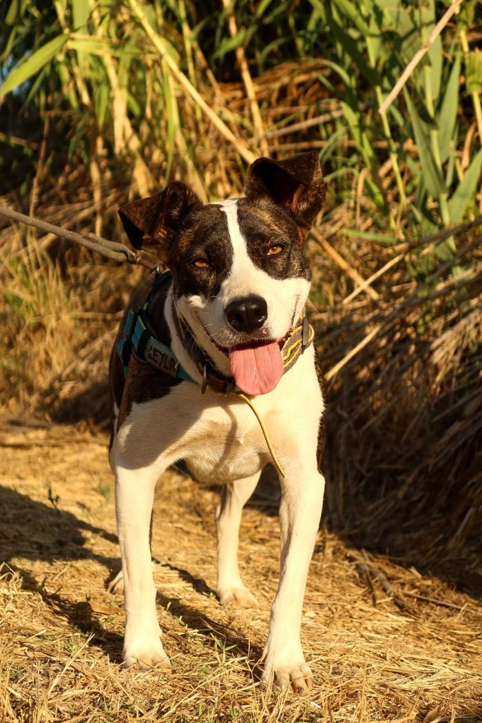 Leila, una cagnolina dolcissima
