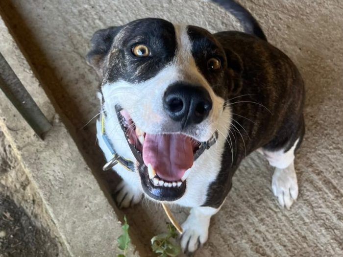 Leila, una cagnolina dolcissima