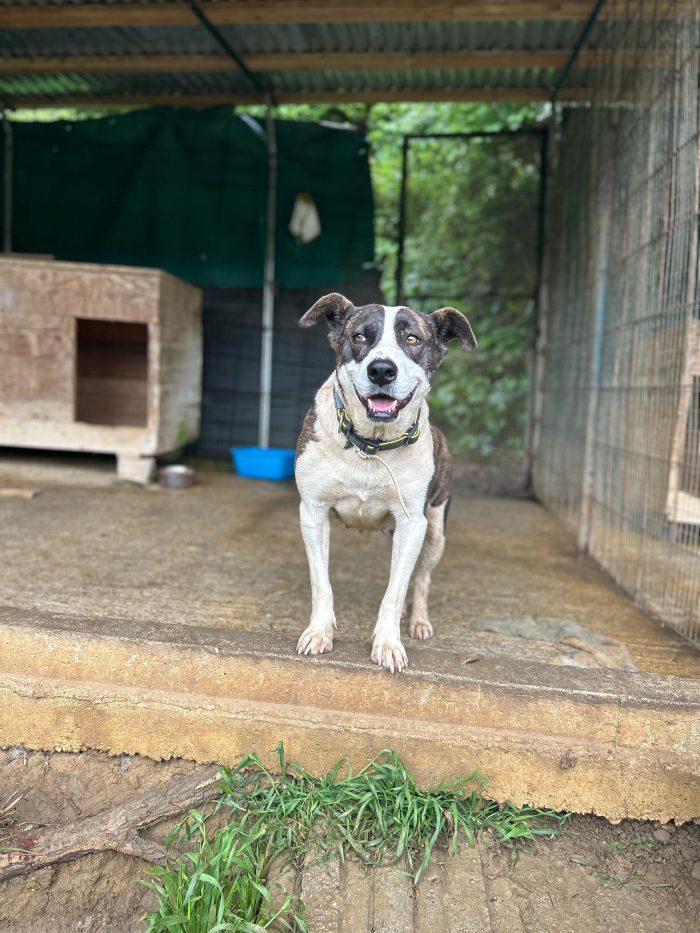 Leila, una cagnolina dolcissima - media 7
