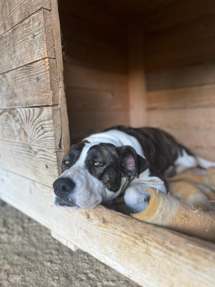 Leila, una cagnolina dolcissima - media 9